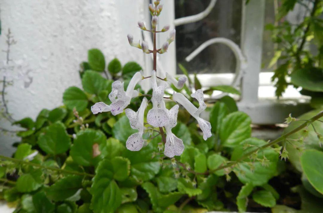 常青藤_藤常青花常开_藤常青花常在什么意思