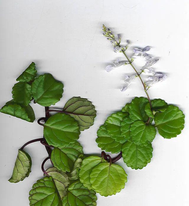 藤常青花常开_藤常青花常在什么意思_常青藤