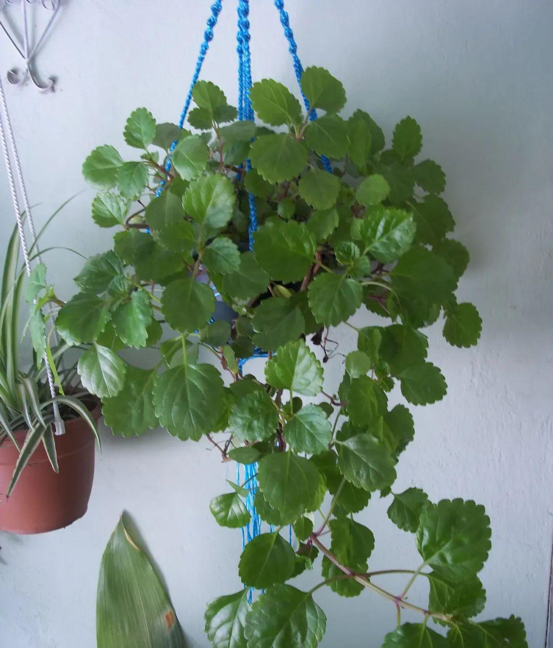 藤常青花常在什么意思_藤常青花常开_常青藤