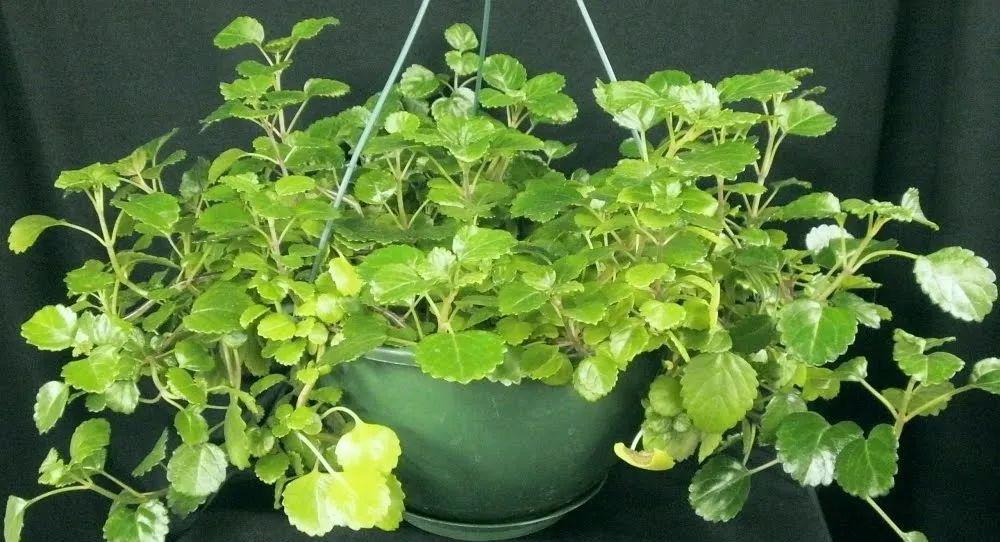藤常青花常在什么意思_藤常青花常开_常青藤
